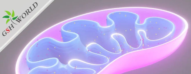 ATP——维持生命的能量基础