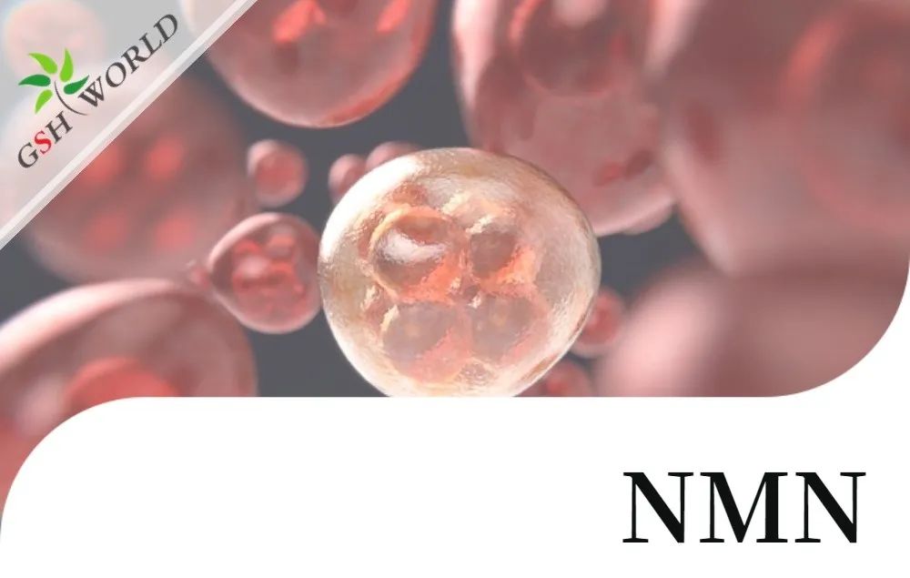 行业关注 - NMN改善 RPE 中碘酸钠引起的细胞衰老和炎症