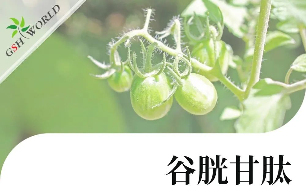 行业关注 - 谷胱甘肽可提高茄属茄品种低温胁迫的耐受性