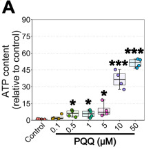 PQQ给药对体外ATP的影响