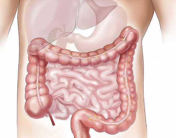NMN在肠道健康中的作用