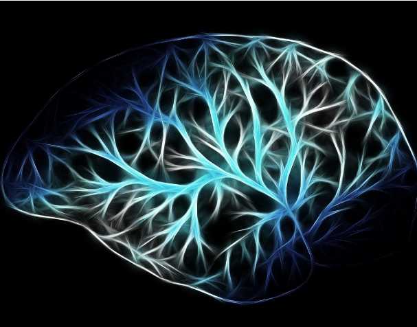 PQQ对大脑功能的影响