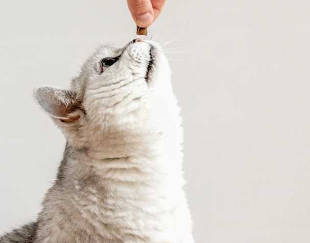 辅酶Q10：促进心血管健康