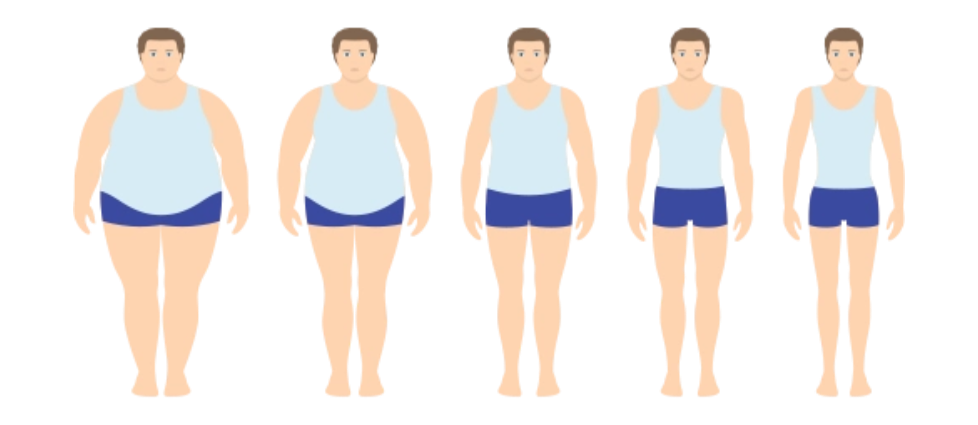 对肥胖“氧化应激-炎症”循环的阻断作用