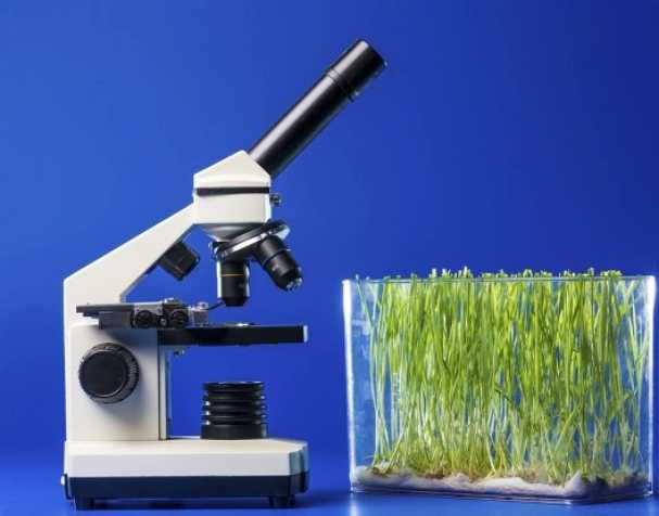 促进幼苗跟叶生长 促进幼苗跟叶生长