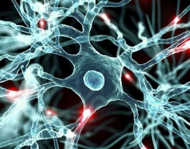 胞磷胆碱对大脑健康的显著益处