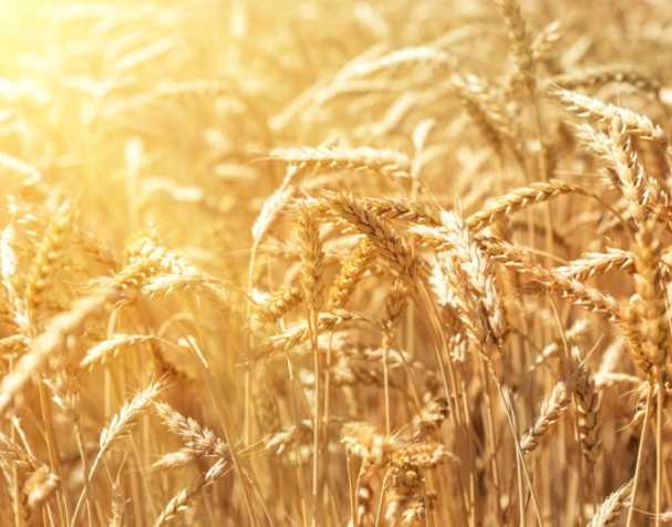 谷胱甘肽在多种非生物胁迫中的作用