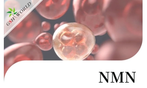 行业关注 - NMN改善 RPE 中碘酸钠引起的细胞衰老和炎症