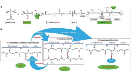 谷胱甘肽在炎症中的作用